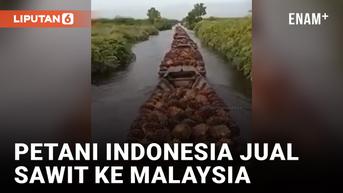 VIDEO: Duh, Petani Indonesia Ramai-ramai Jual Sawit ke Malaysia