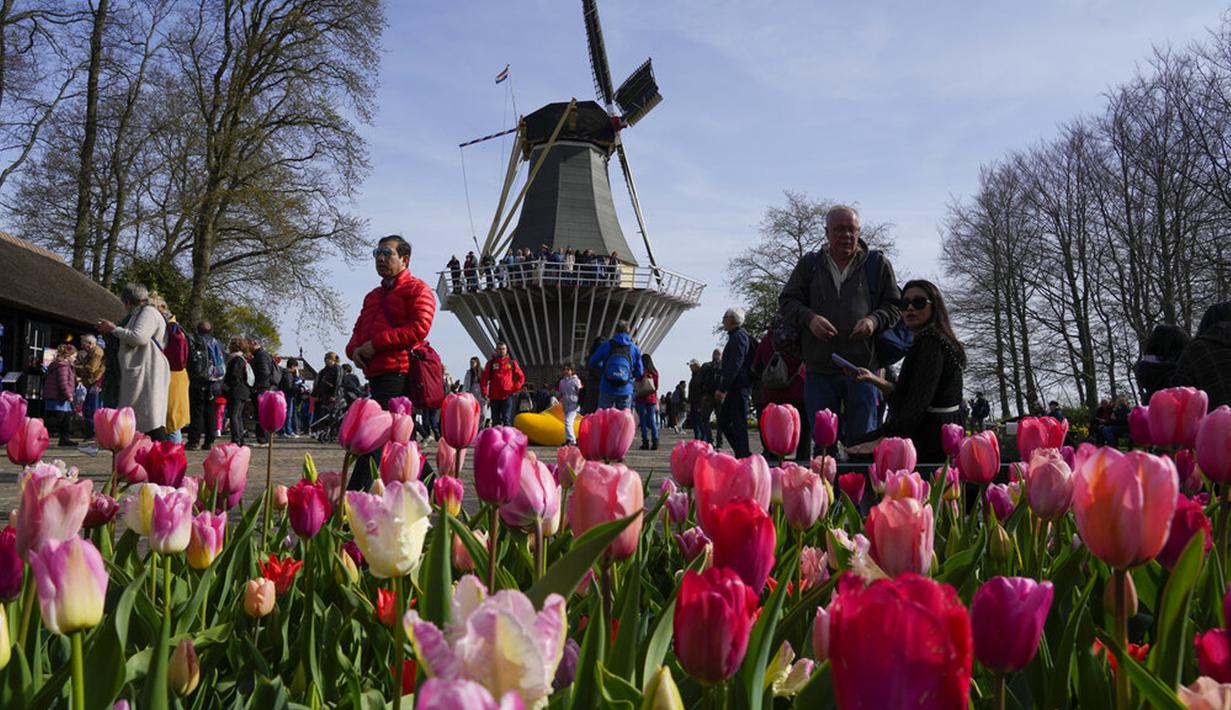 Pengunjung mengagumi rangkaian bunga di taman bunga Belanda yang terkenal di dunia, Keukenhof, Lisse, Belanda, 12 April 2022. Keukenhof merupakan taman bunga terbesar di dunia dengan tujuh juta kuntum bunga tulip yang ditanam setahun sekali di taman tersebut. (AP Photo/Peter Dejong)