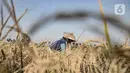 Petani saat memanen padi di persawahan kawasan Rorotan, Jakarta, Rabu (29/7/2020). Cadangan beras pemerintah (CBP) diprediksi mampu untuk memenuhi kebutuhan beras dalam negeri di tengah pandemi Covid-19, bahkan hingga akhir tahun 2020. (merdeka.com/Iqbal S. Nugroho)