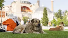Seekor anjing liar beristirahat di luar masjid Hagia Sophia yang dibangun pada era Bizantium di Istanbul, Turki, pada 3 Juli 2024. (AP Photo/Francisco Seco)