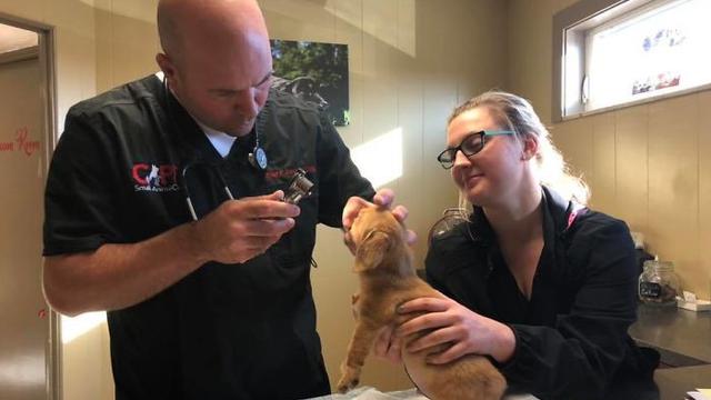 anjing punya ekor di kepala