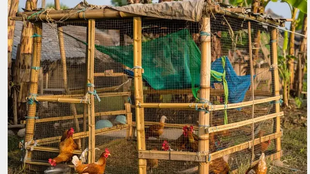 Desain Kandang Ayam dari Barang Bekas Kreatif dan Low Budget (AI)