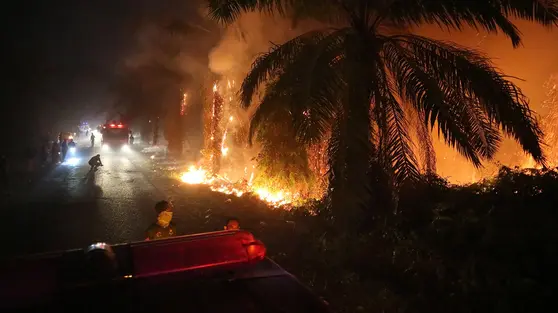Kemarau Panjang Picu Kebakaran Lahan Gambut di Sejumlah Daerah