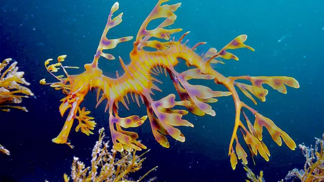 makhluk laut cantik