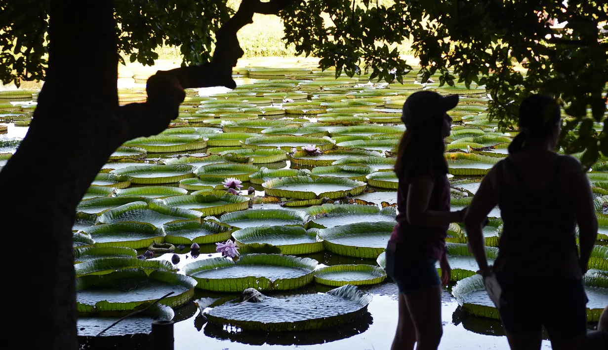 Orang-orang mengamati bunga lili raksasa (Victoria cruziana) di Sungai Paraguay, di Piquete Cue, utara Asuncion, pada Minggu (18/4/2021). Bunga lili raksasa tersebut muncul setiap tiga sampai empat tahun dalam jumlah dan ukuran yang besar. (Norberto DUARTE / AFP)