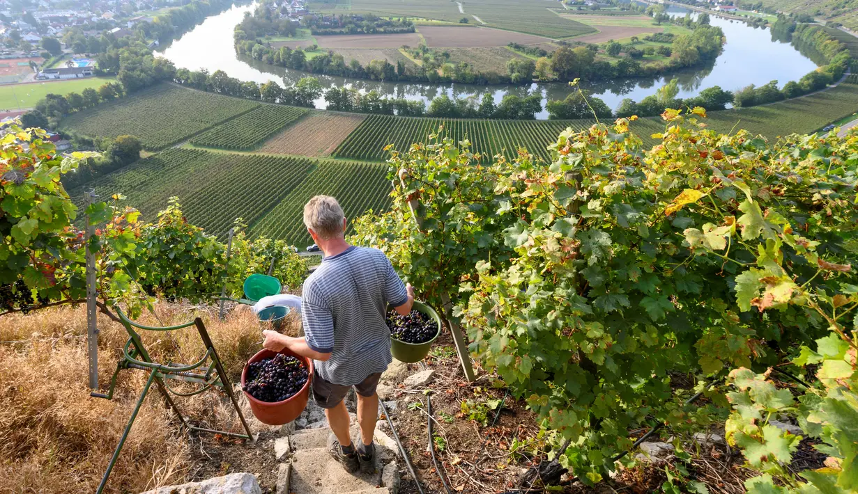 Winegrower Armin Krauth membawa ember dengan anggur selama panen di kebun anggur curam di sepanjang Sungai Neckar di Mundelsheim, Jerman barat daya (2/10/2021). Di lokasi ini juga terdapat enam jalur pendakian hutan, dan jalur pendakian air. (AFP/Thomas Kenzle)
