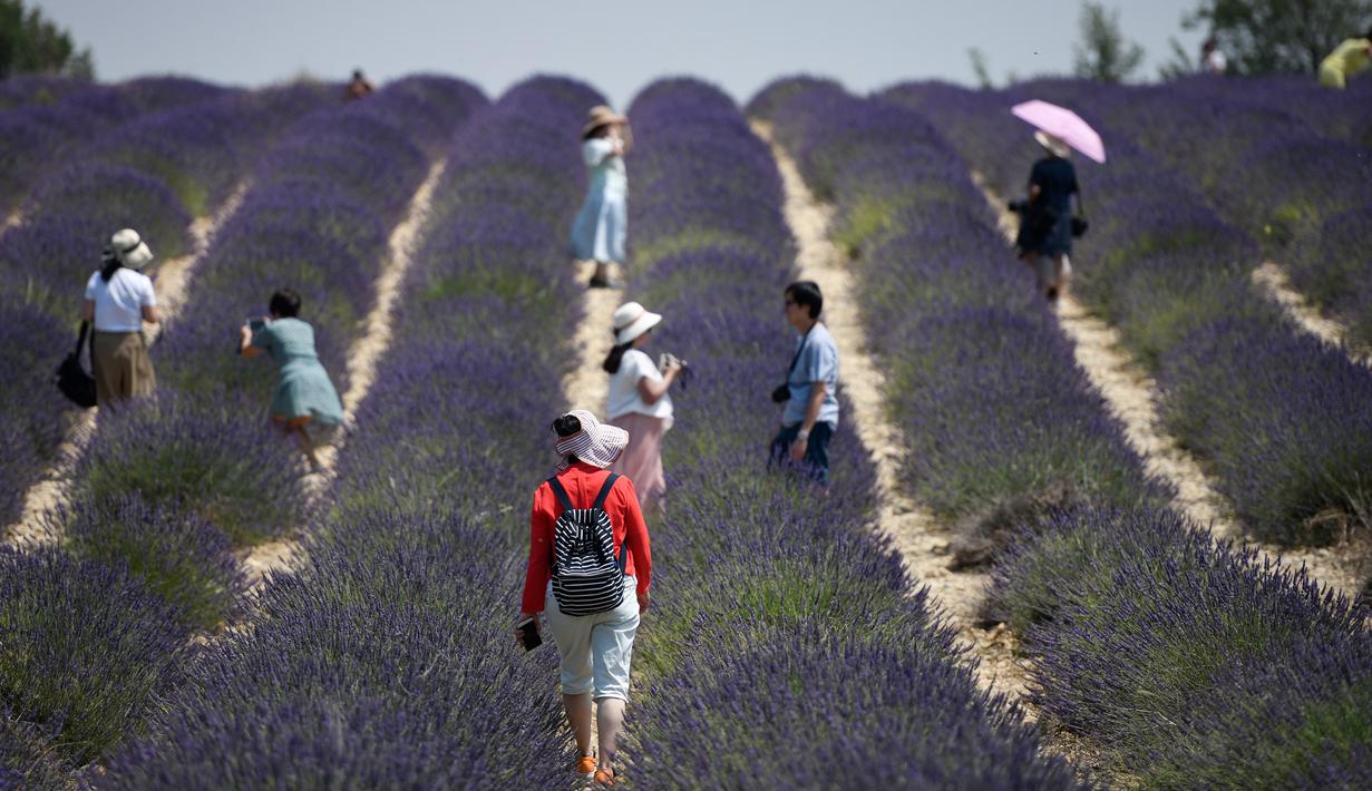 097568200 1561866997 20190629 Hamparan Bunga Lavender Di Provence Perancis Afp 5 Jpg