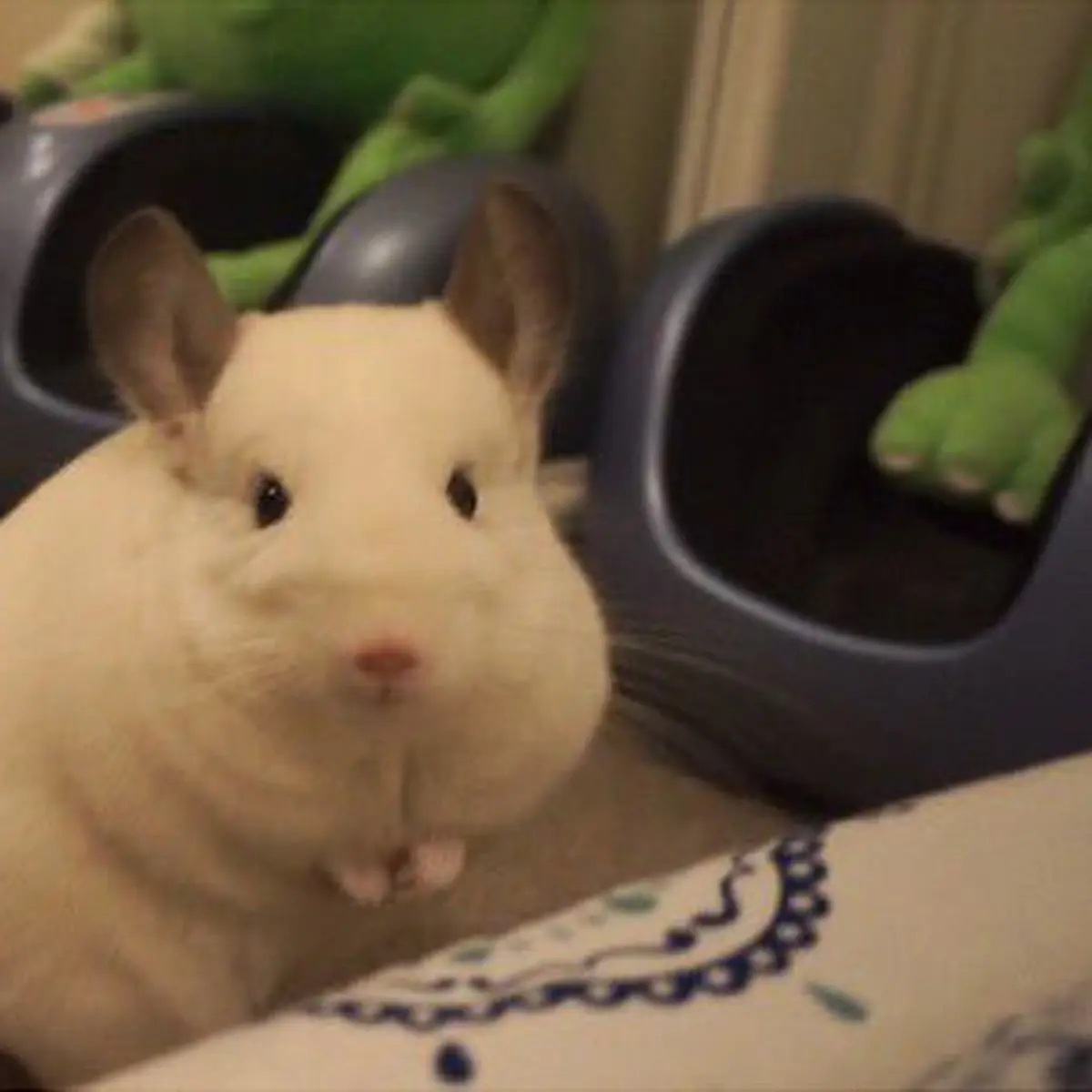 Beli chinchilla hot sale