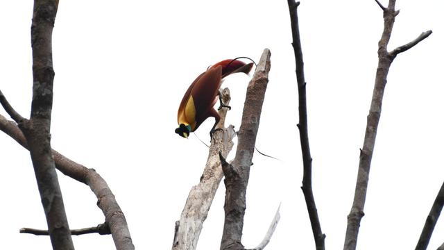 Burung Raja Ampat (Foto: Andhy PS - FFI Raja Ampat)