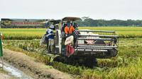Suasana panen raya di Desa Sidoarjo, Ramunia, Kabupaten Deli Serdang, Sumatera Utara (Sumut), Kamis (10/7/2025). Foto: Dok. TNI