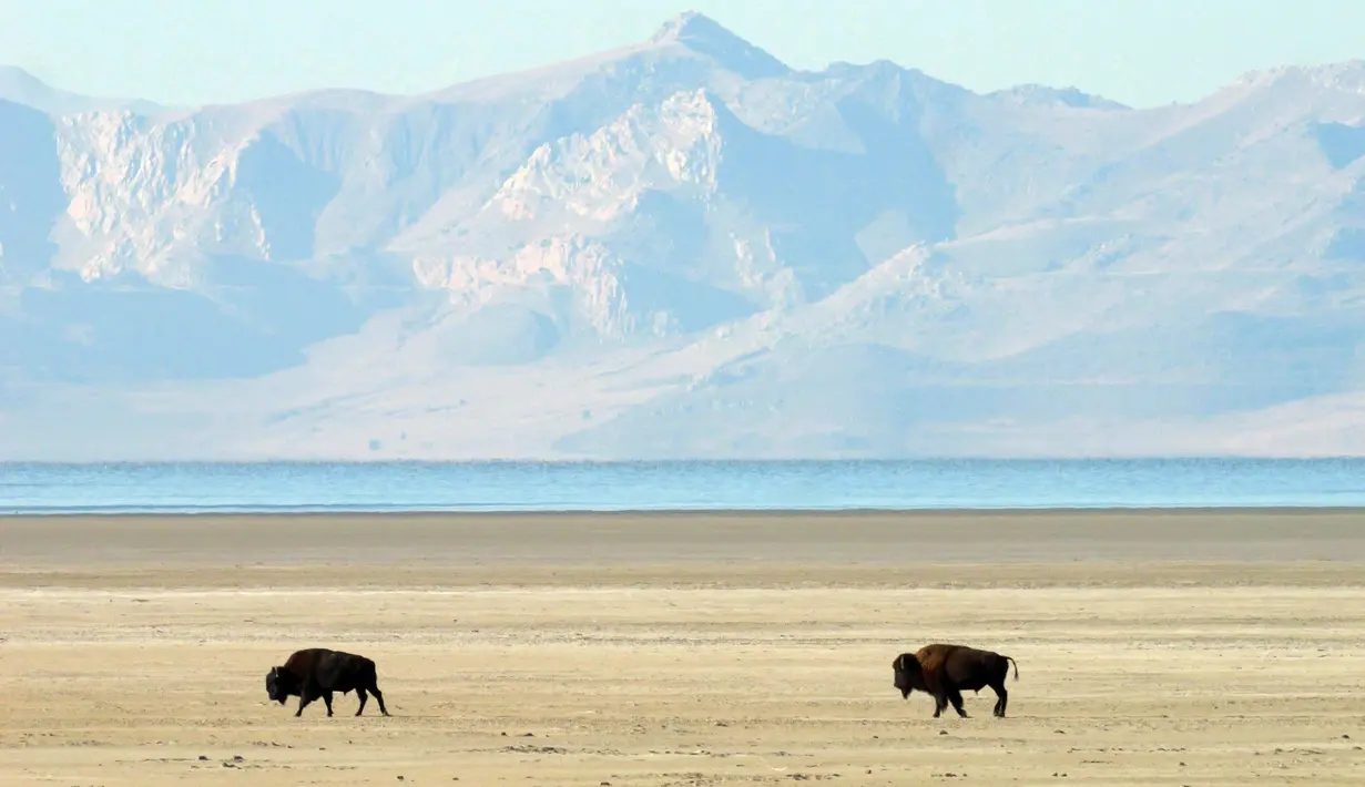 Bison berjalan menyusuri tepian Great Salt Lake di Pulau Antelope, Utah, Amerika Serikat, 28 Oktober 2022. Mereka kemudian dilepaskan kembali ke pulau atau dijual di pelelangan umum untuk menjaga kawanan pada tingkat yang dapat dikelola sekitar 500 ekor. (AP Photo/Rick Bowmer)