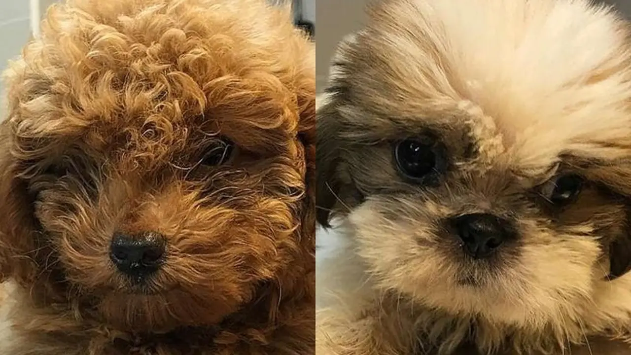 selundup, anak anjing