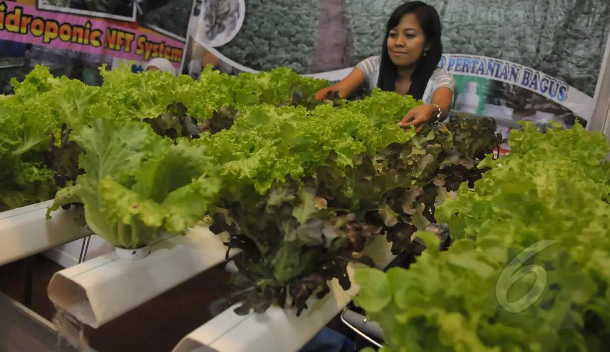 Sebuah stand yang tentang budidaya tanaman hidroponik ikut ambil bagian dalam Agrinex Expo ke-9 yang digelar di JCC, Jakarta, Sabtu (21/3/2015). (Liputan6.com/Johan Tallo)