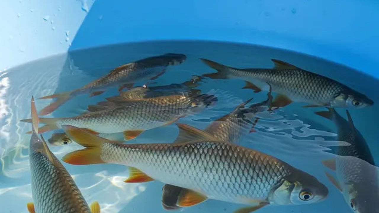 10 Jenis Ikan Air Tawar yang Cepat Besar untuk Konsumsi Keluarga, Cocok Dipelihara di Lahan Sempit