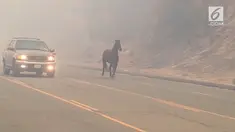 Kebakaran hutan di California memaksa ribuan orang dievakuasi. Tidak hanya warga, kehidupan hewan di hutan tersebut terancam