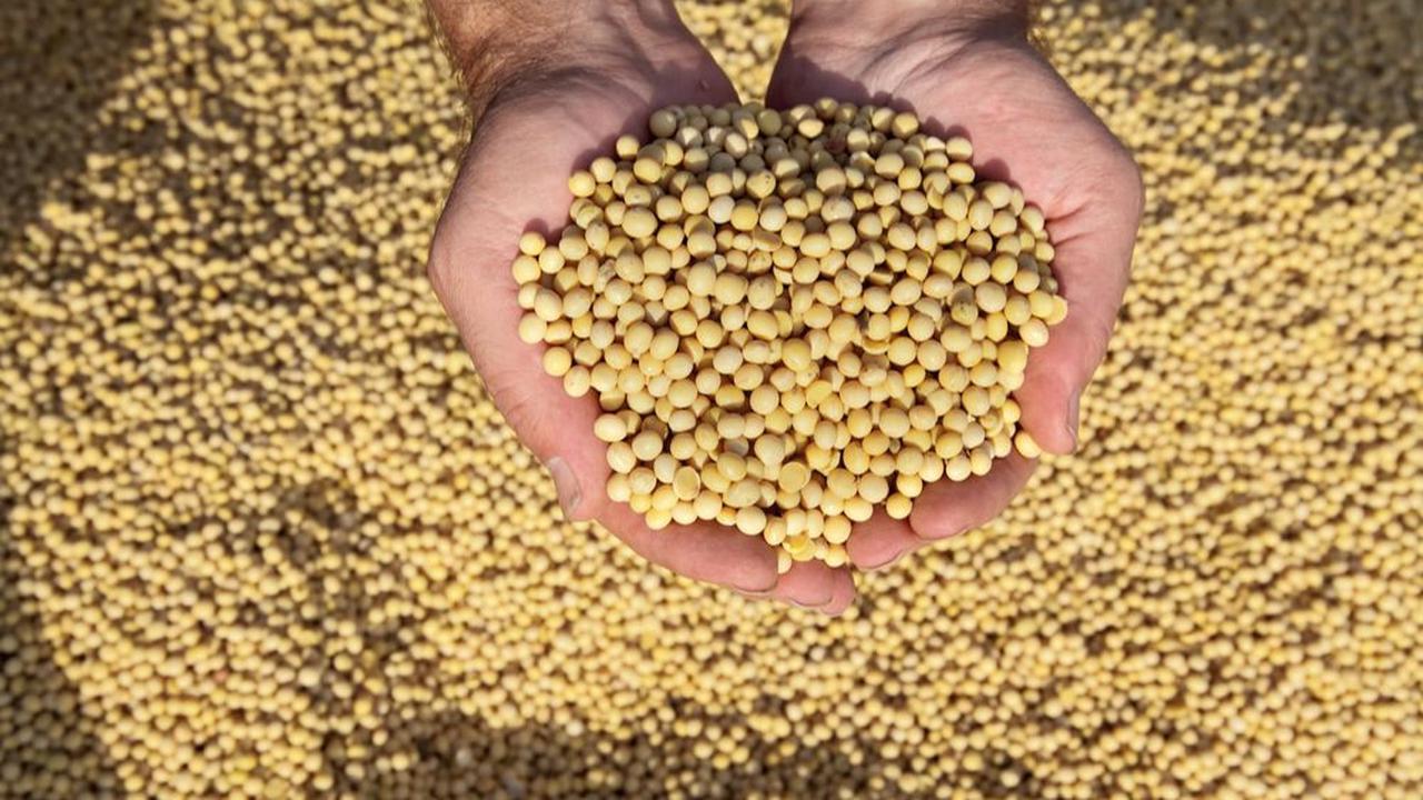 Salah satunya adalah mendorong para pelaku industri kedelai khususnya di Jawa Tengah untuk membantu para petani dalam menyerap hasil produksi.