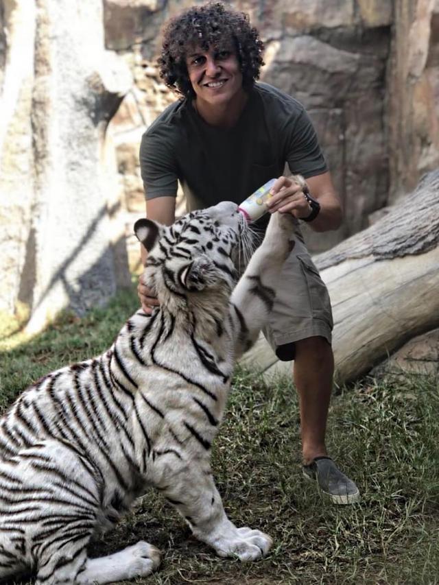 Peman Bola yang Bermain dengan Harimau