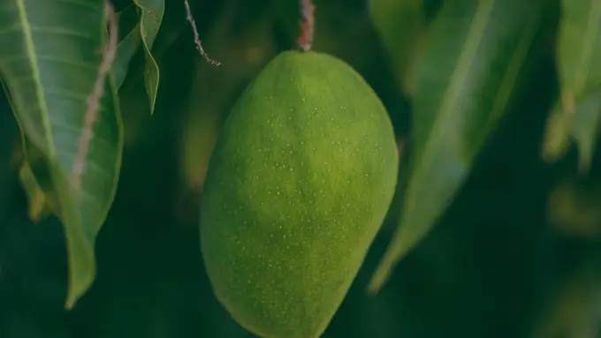 Rahasia Sehat dari Buah Mangga, Bikin Bahagia dan Kulit Glowing!