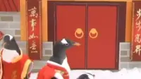 Yuk, lihat bagaimana para penguin berkasi menyambut kehadiran para pengunjung saat Tahun Baru China atau Imlek.