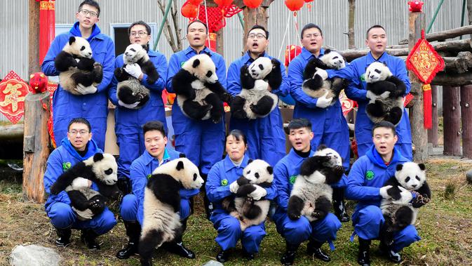 Penjaga menggendong anak-anak panda saat berpose untuk merayakan Tahun Baru Imlek yang dikenal sebagai Tahun Babi, di provinsi Sichuan, China, 31 Januari 2019. 11 anak panda yang lahir pada 2018 diperlihatkan kepada publik untuk menyambut Imlek. (STR/AFP)