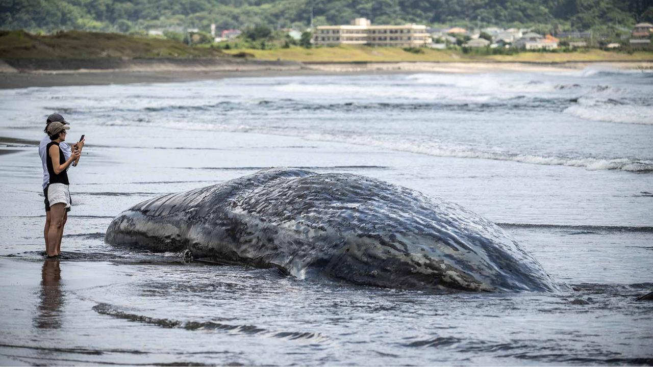 FOTO: Terdampar Sebelum Tsunami,  Misteri Paus Sperma di Pantai Jepang