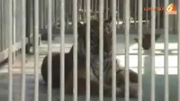 [VIDEO] Singa dan Harimau Peliharaan di Puncak Dievakuasi