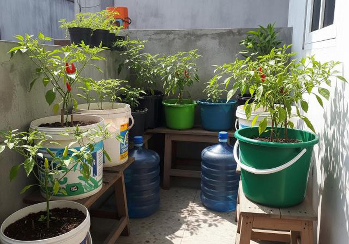 Kebun Cabai di Ember atau Galon Bekas/Ide Kebun Cabai Mini di Rumah Tanpa Halaman (Sumber: gemini.com)