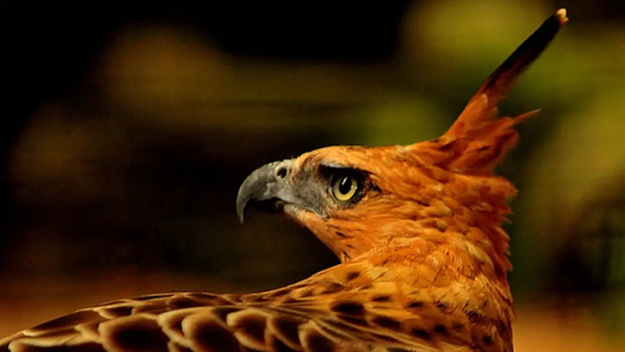 Garuda Pancasila