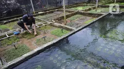 Pekerja memilih tanaman saat menyelesaikan pembuatan aquascape air tawar di Nickz Aquascape, Serpong, Tangerang Selatan, Banten, Selasa (20/10/2020). Aquascape yang tersedia dalam berbagai ukuran tersebut dijual dengan harga Rp 8,5 juta hingga Rp 350 juta. (merdeka.com/Dwi Narwoko)