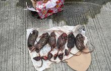 Usai Kepala Babi, Tempo Dapat Kiriman 6 Bangkai Tikus