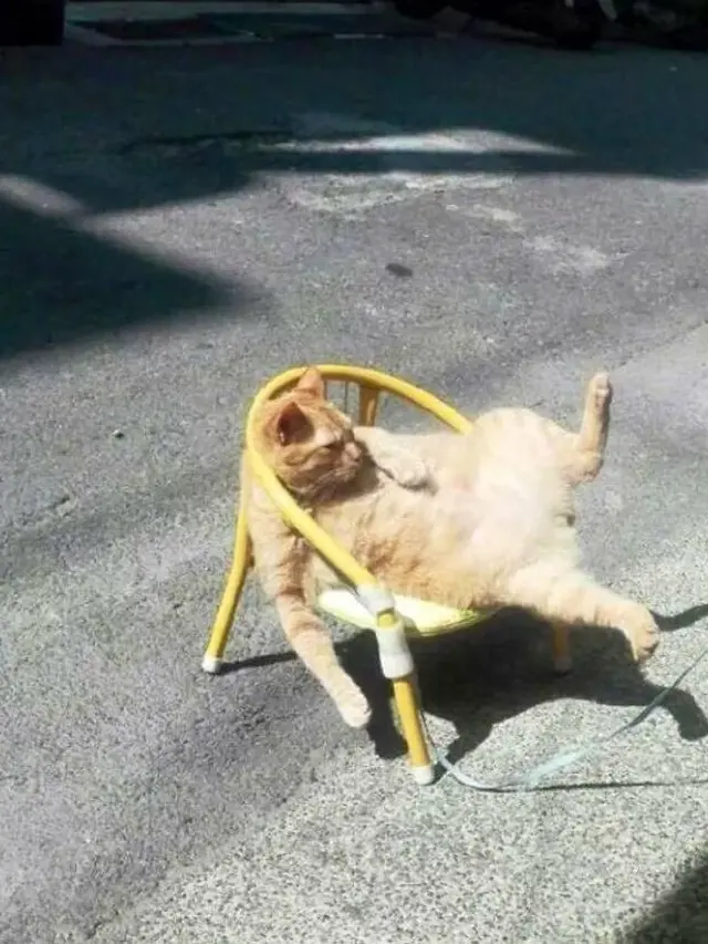 7 Potret Menggemaskan Kucing Toko Kelontong Ini Bakal Cerahkan Harimu