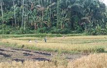Pasaman Barat Perluas LP2B Jadi 7.275 Ha, Perkuat Ketahanan Pangan dan Lindungi Lahan Pertanian