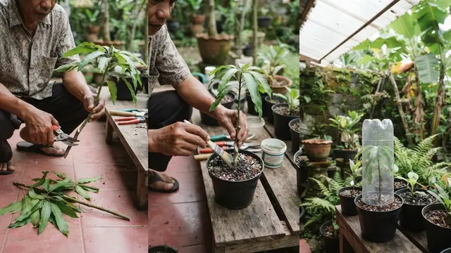 Stek Mangga dari Batang