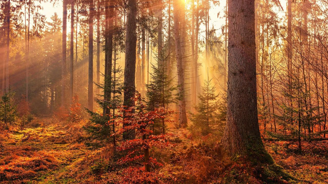 Autumn