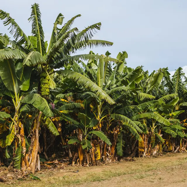 Cara Menanam Pisang untuk Hasil Panen Melimpah, Jadi Makin Untung