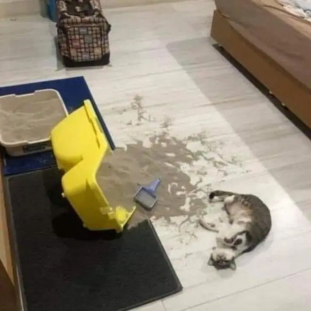 10 Tingkah Unik Kucing yang Bikin Nggak Habis Pikir