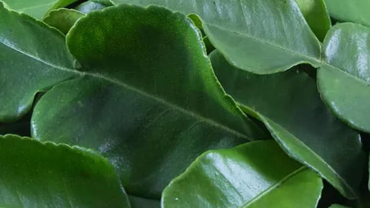 Dengan memahami kandungan nutrisi dan manfaatnya, kita dapat mengintegrasikan jeruk purut ke dalam pola makan sehari-hari dengan bijak.