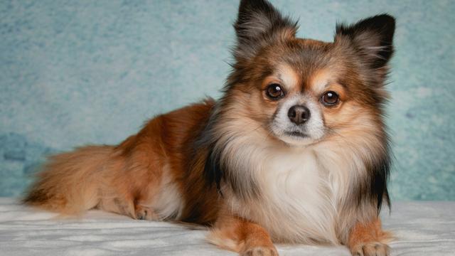 Long-Haired Chihuahua