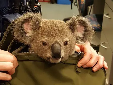 Gambar yang dirilis polisi Queensland menunjukkan seekor bayi koala berada di dalam tas milik seorang wanita di Brisbane, Senin (7/11). Penemuan itu setelah polisi Australia menangkap perempuan tersebut dalam pemeriksaan rutin lalu lintas. (AFP Photo)