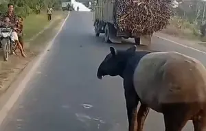Geger Tapir Tiba-Tiba Muncul di Jalanan Lampung
