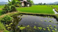 8 Jenis Ikan yang Cocok Dipelihara Dekat Sawah karena Pakan Alaminya Melimpah, Dijual Menguntungkan