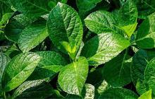 Keji Beling, Rahasia Herbal Tradisional untuk Membantu Menghancurkan Batu Ginjal