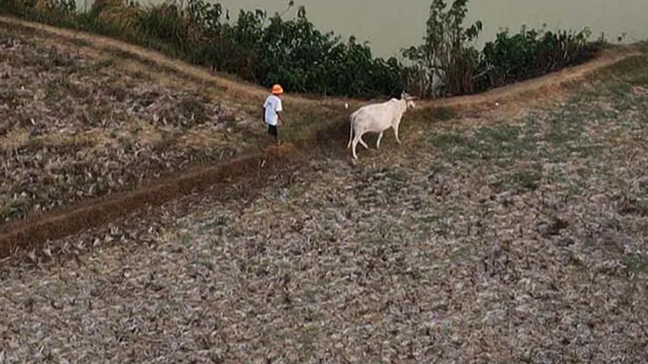 Akibatnya, areal persawahan yang kering kerontang ini pun tak bisa ditanami.