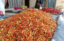 Harga Cabai Mataram Meroket Hingga Rp70.000 per Kilogram, Ini Penyebabnya