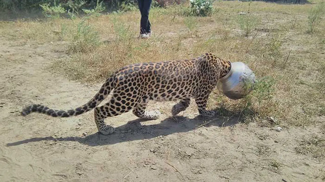 Upaya Pertolongan Leopard Pencari Air Minum