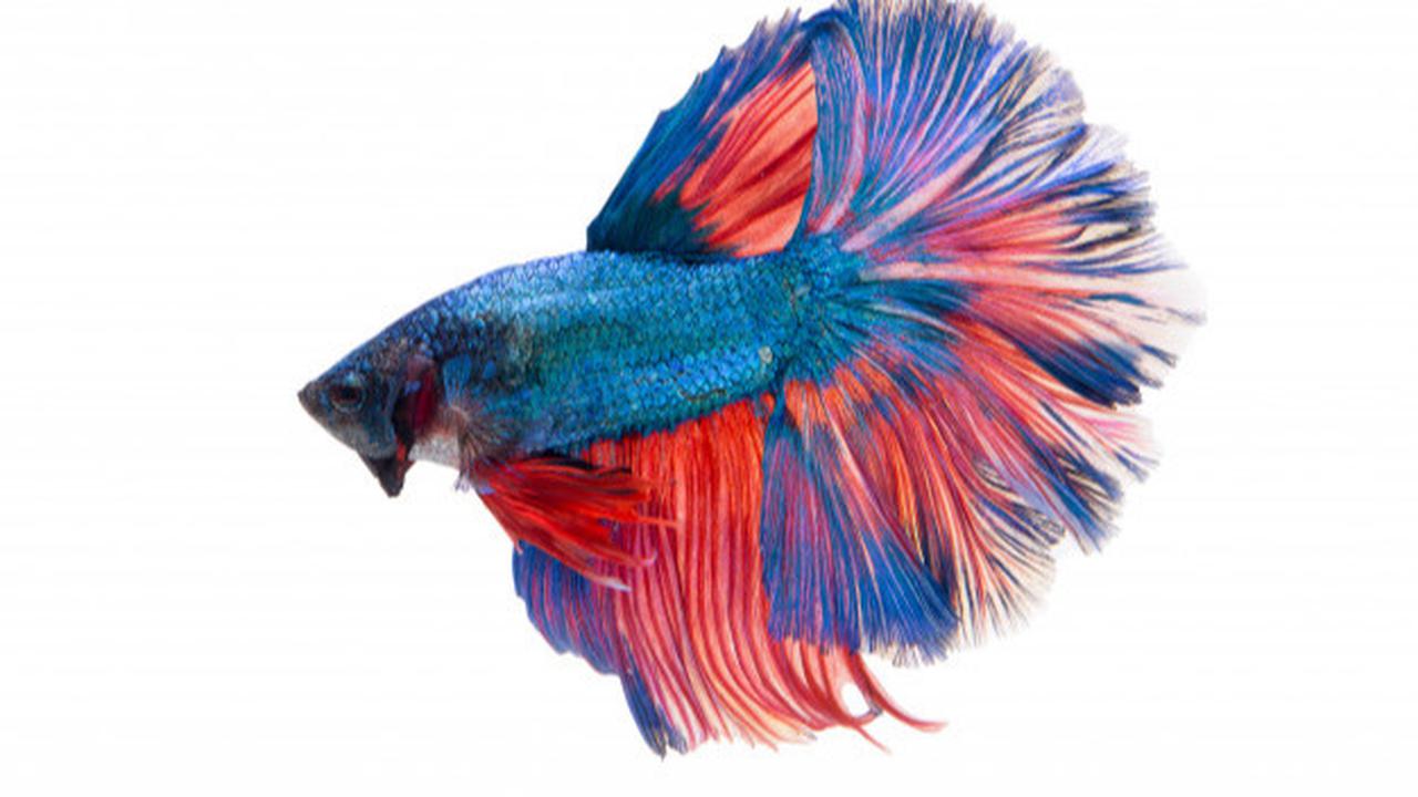 Pelet Ikan Cupang