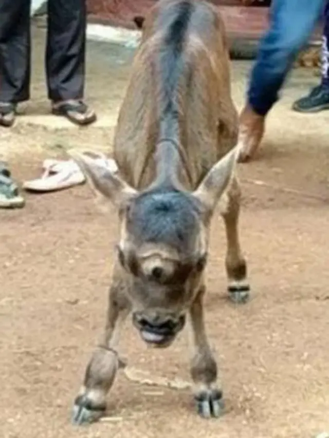 Punya Tiga Mata, Anak Sapi Ini Dipuja Layaknya Dewa