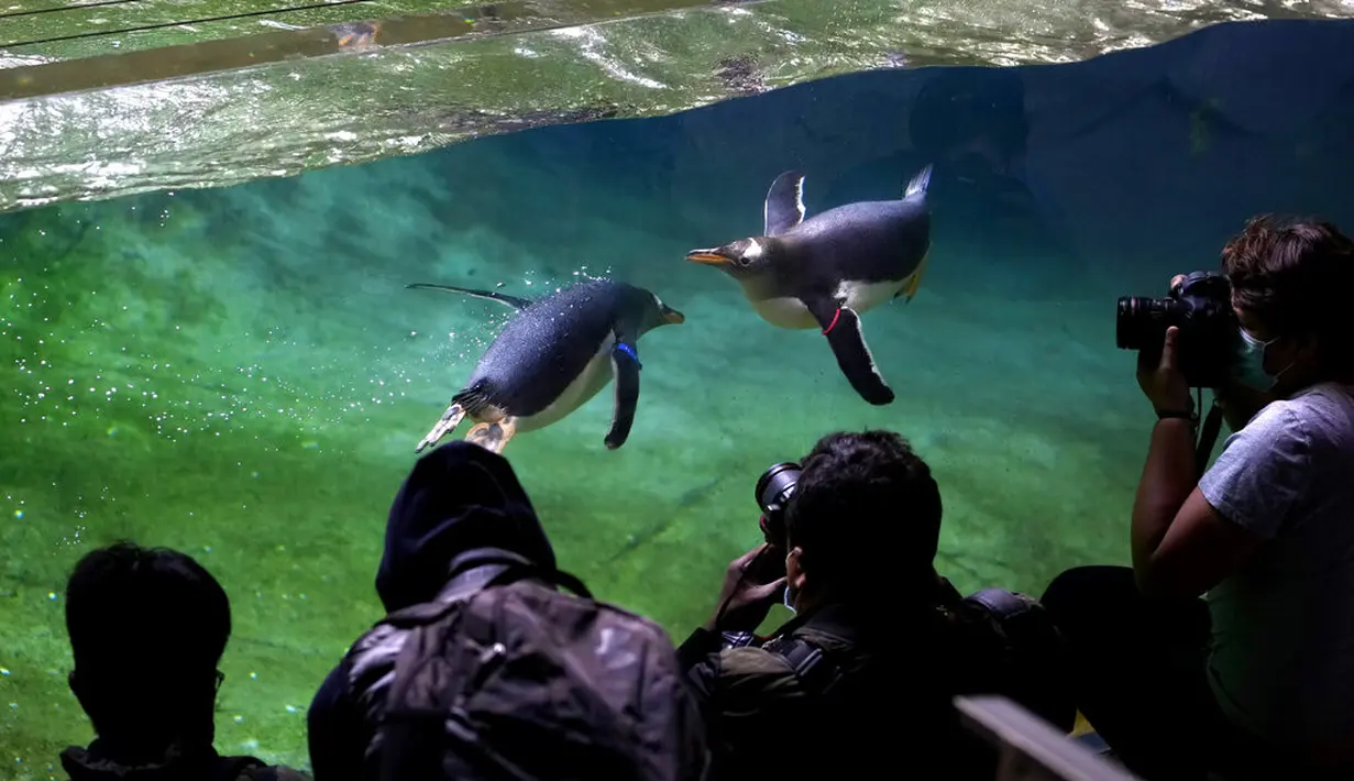 Fotografer mengambil foto penguin Gentoo saat berenang di kandangnya di Taman Pairi Daiza di Cambron-Casteau, Belgia, Senin (5/7/2021). Pairi Daiza, salah satu kebun binatang terbesar di Eropa itu menambahkan 10 ekor penguin Gentoo sebagai koleksinya. (AP Photo/Virginia Mayo)