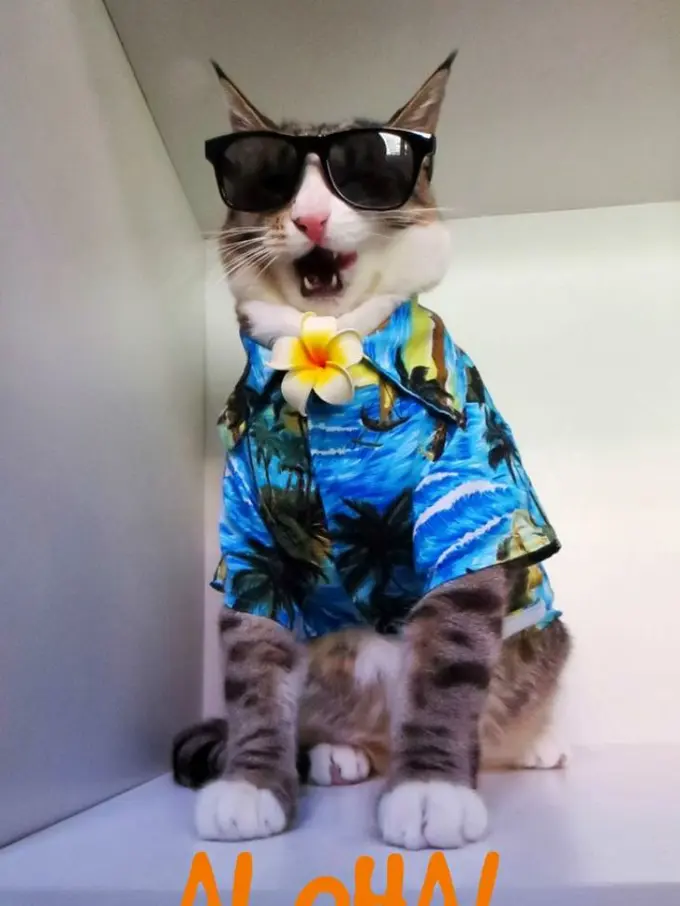 15 Inspirasi Fashion Kucing yang Menggemaskan