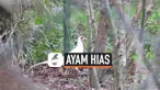 vertical ayam hias